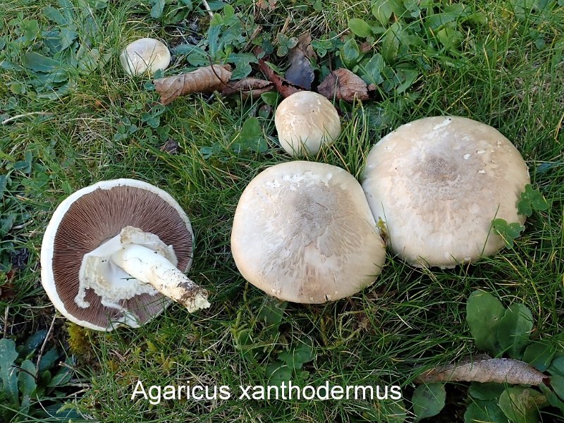 Agaricus xanthodermus-amf162-1.JPG - Agaricus xanthodermus ; Syn1: Psalliota xanthoderma ; Syn2: Pratella xanthoderma ; Nom français: Agaric jaunissant